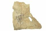 Rare, Apatokephalus Trilobite - Fezouata Formation #249910-2
